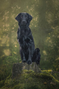 sarahlioral camillanyberg trestubbe 7987