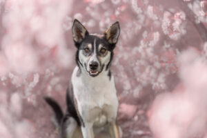 sarahlioral raven cherryblossom 1008