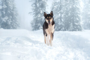 sarahlioral teamlewis jawa ikkelogo 0263