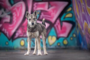 sarahlioral tikanioslo 9090