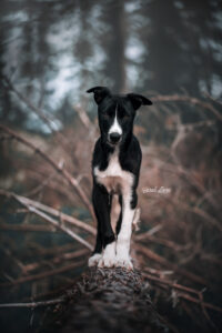 sarahlioral puppies13weeks taro 3304