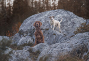 Hundefotografering sarahlioral heleneuldalen familie