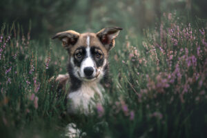 Hundefotografering sarahlioral puppies13weeks roselle 3098