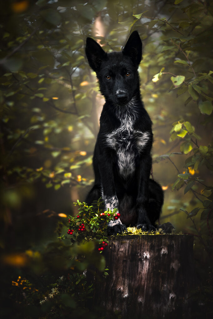 sarahlioral puppies15weeks frida 3385