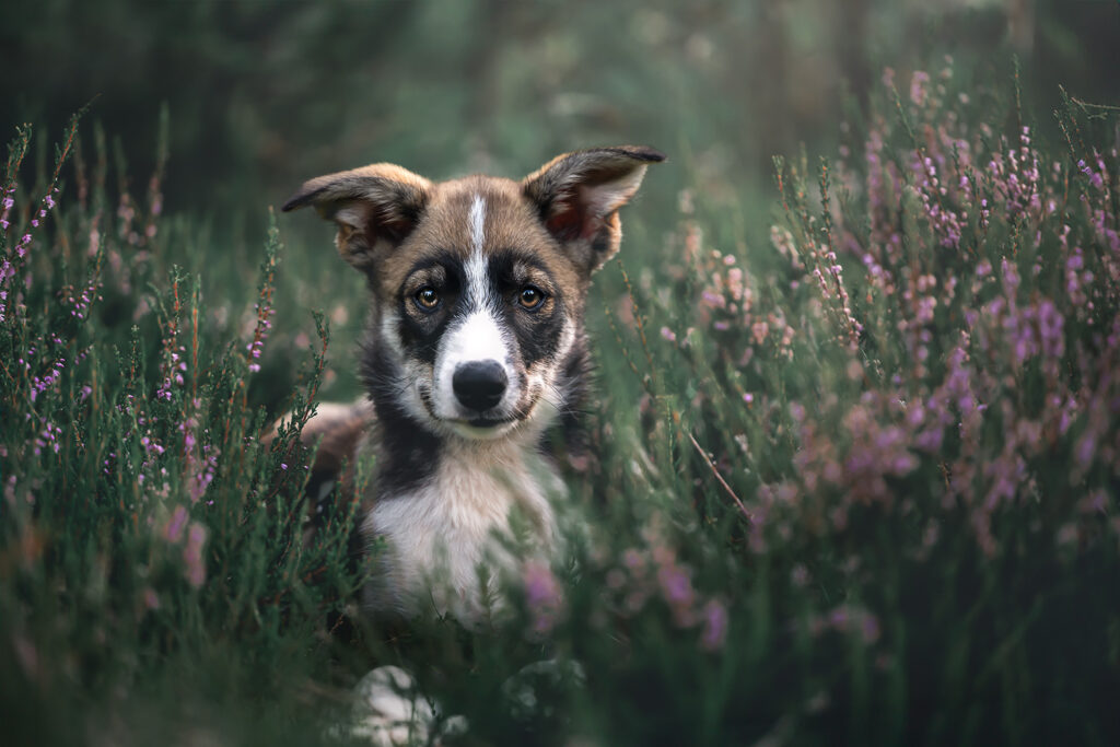 sarahlioral puppies13weeks roselle 3098