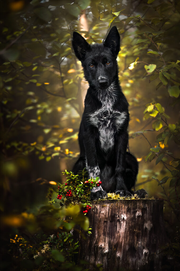 sarahlioral puppies15weeks frida 3385