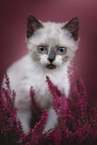 sarahlioral autumnkittens 3783