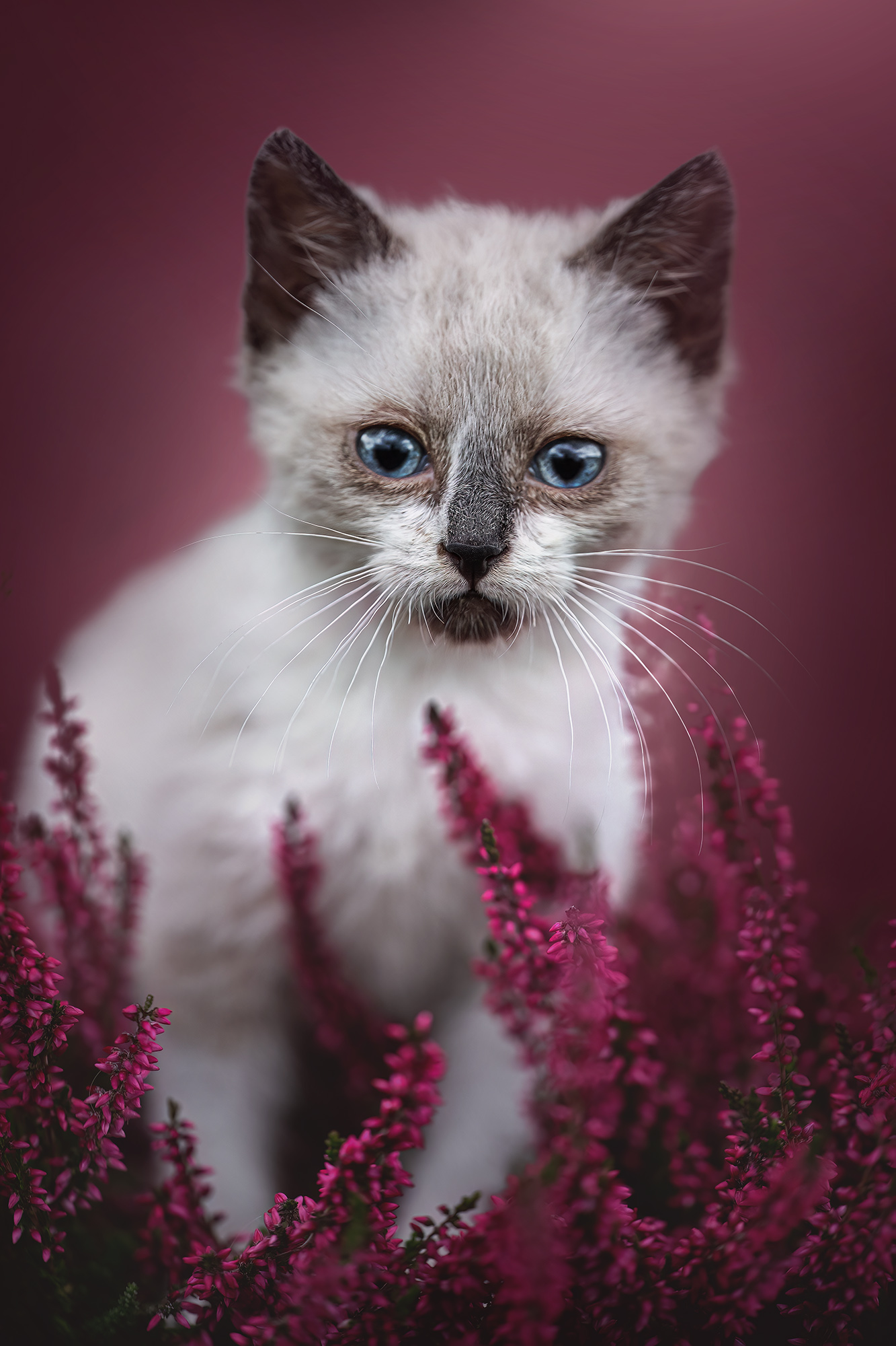 sarahlioral autumnkittens 3783