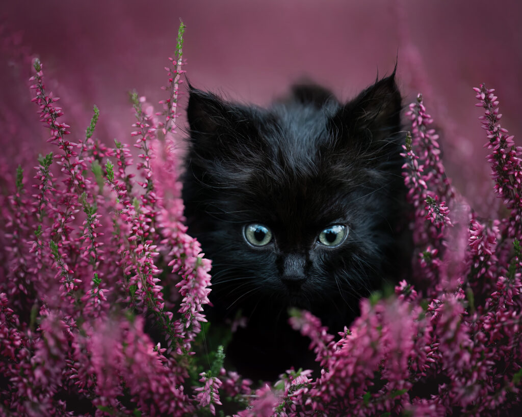 sarahlioral autumnkittens 3811